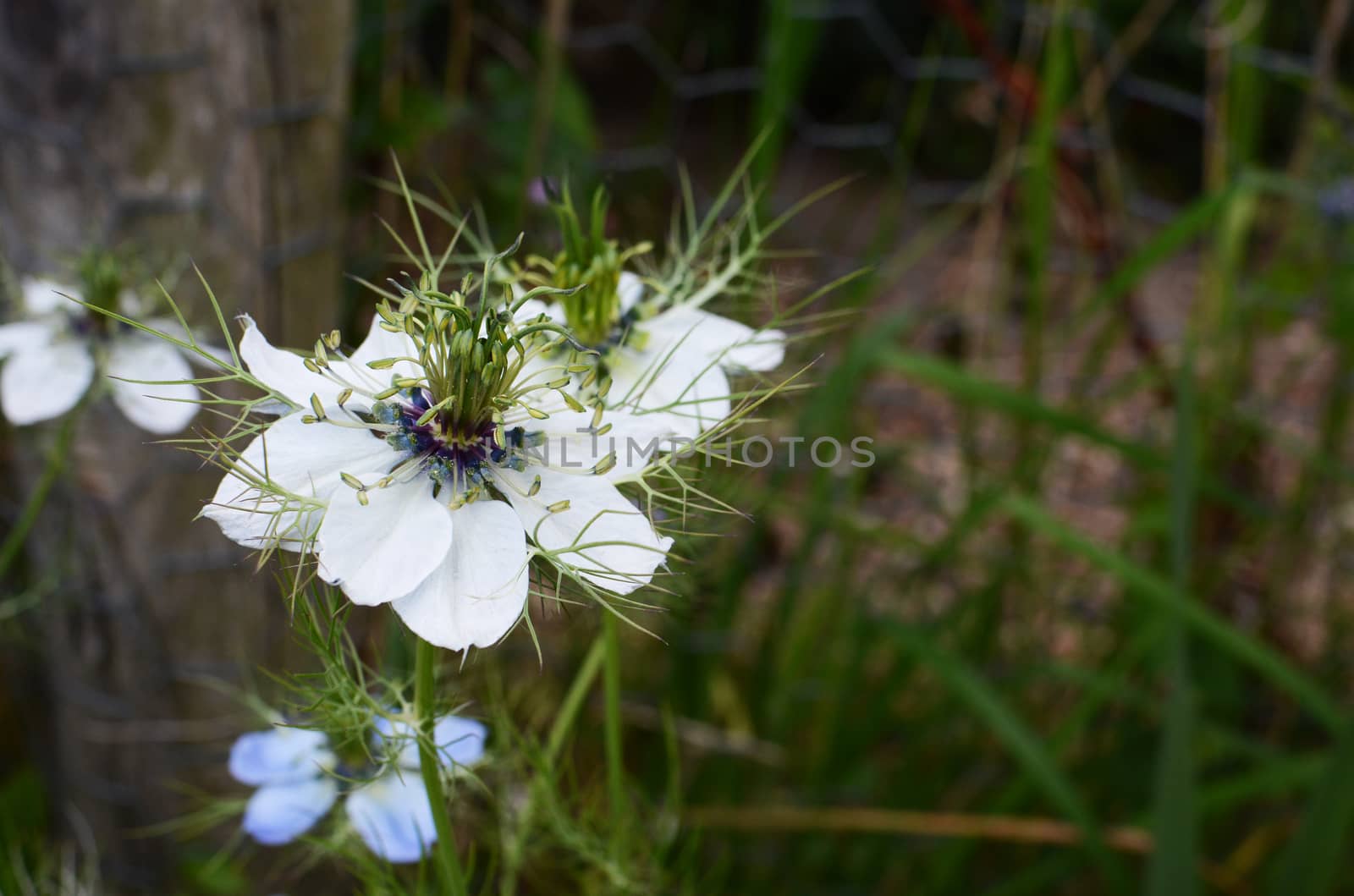 Delicate white nigella flower, common name Love in a Mist, growing in a rural garden