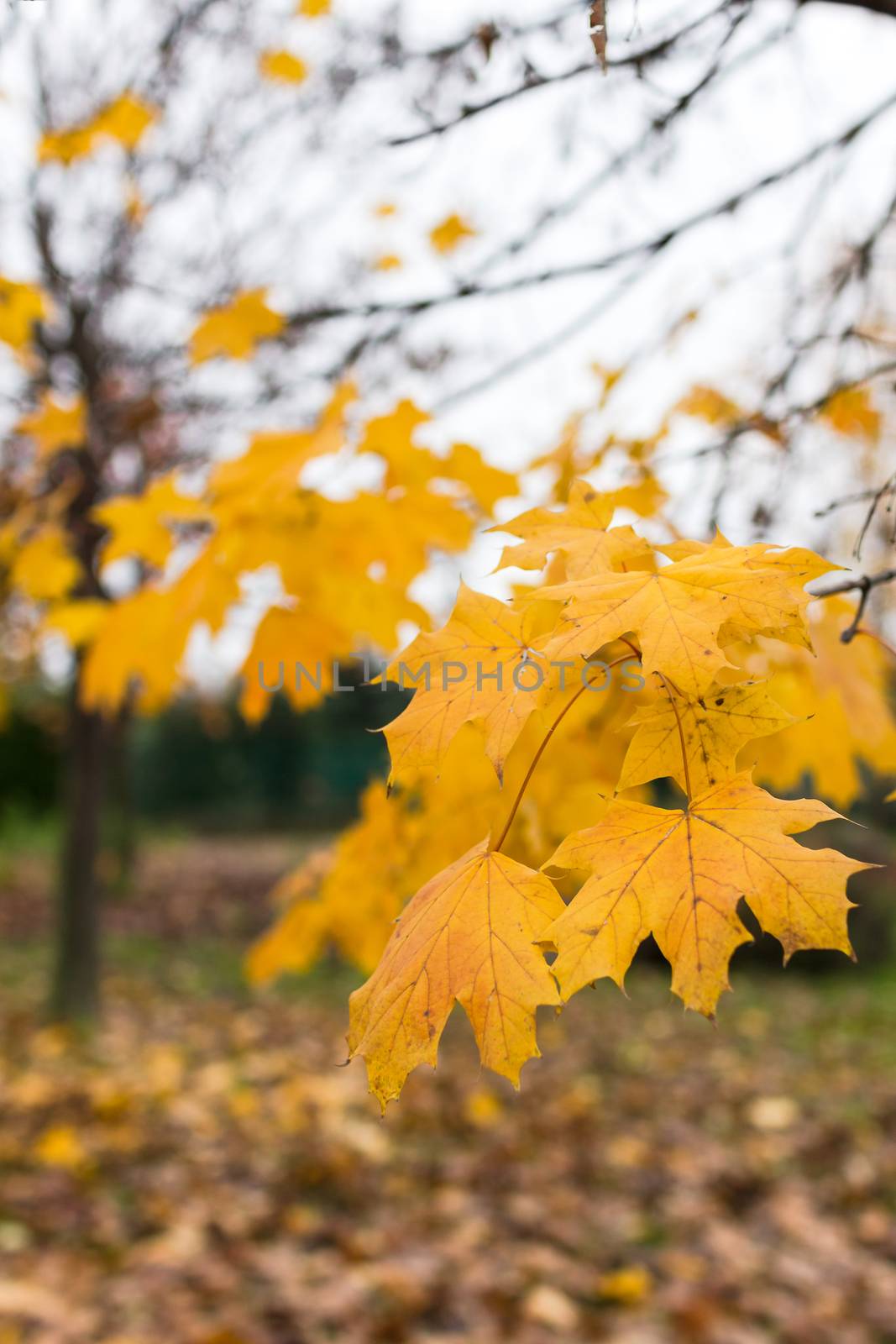 The last leaves herald the arrival of winter inexorable.