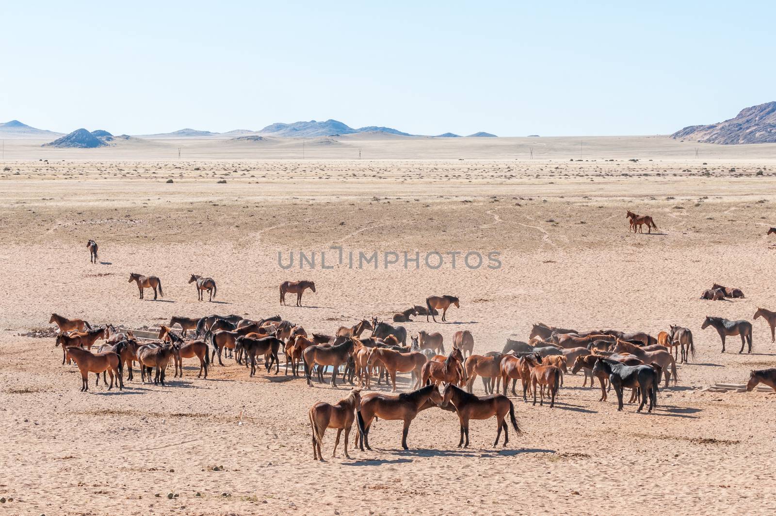 Wild horses of the Namib at Garub by dpreezg
