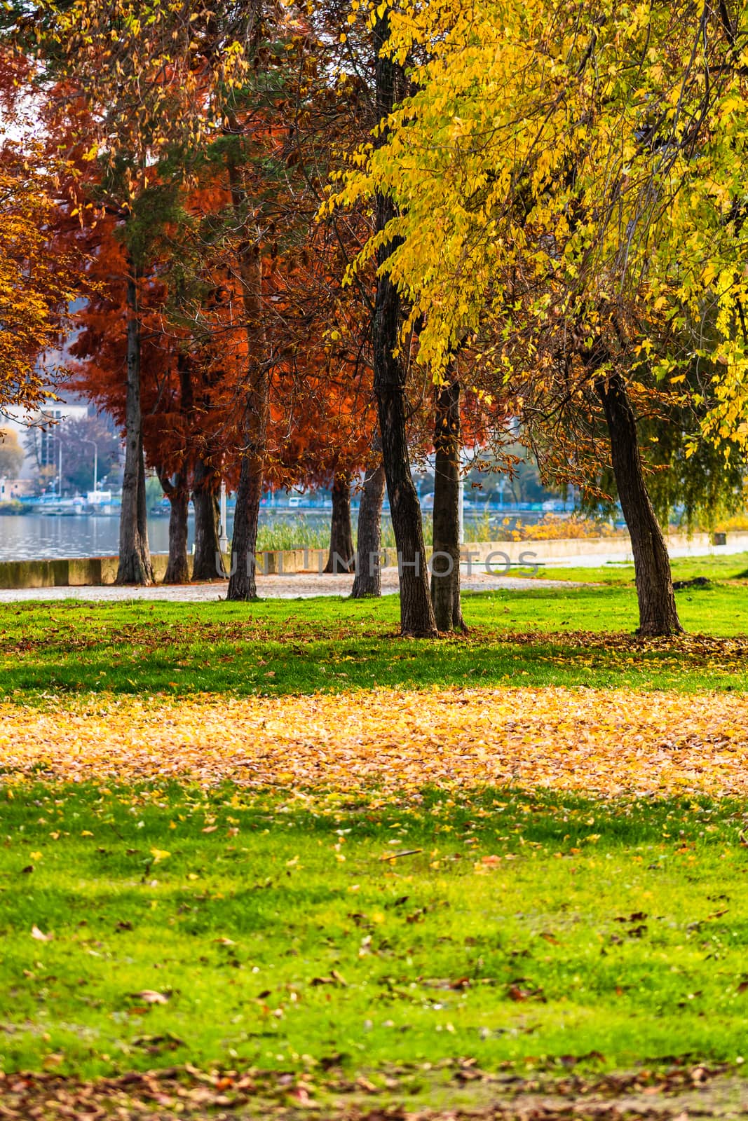 Autumn season with fallen leaves in autumn colorful park alley.  by vladispas