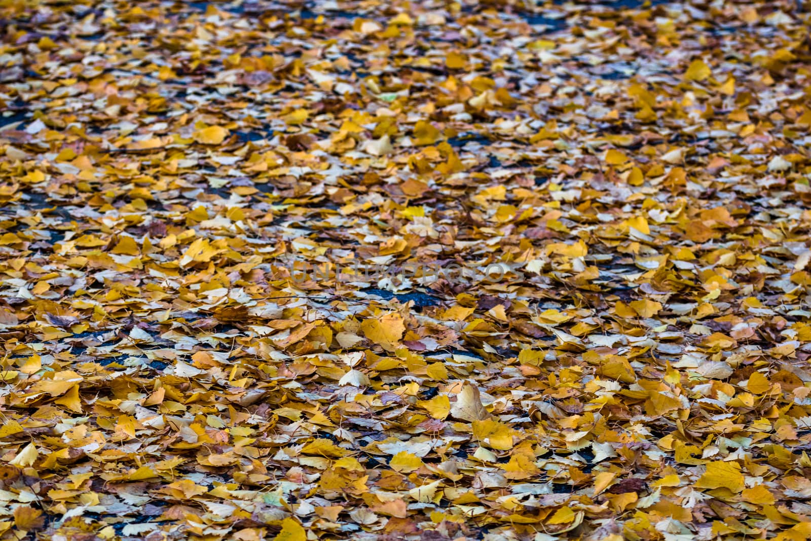 Beautiful autumn path on a sunny day. Autumn season with fallen leaves in autumn colorful park alley. Colorful trees and fallen leaves in autumn park. Beautiful autumn path on a sunny day.