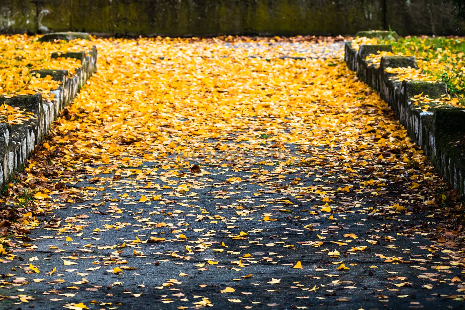 Beautiful autumn path on a sunny day. Autumn season with fallen  by vladispas