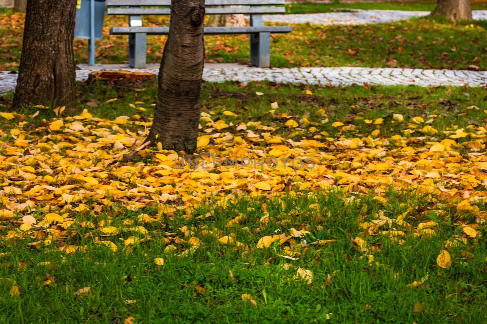 Autumn season with fallen leaves in autumn colorful park alley.  by vladispas