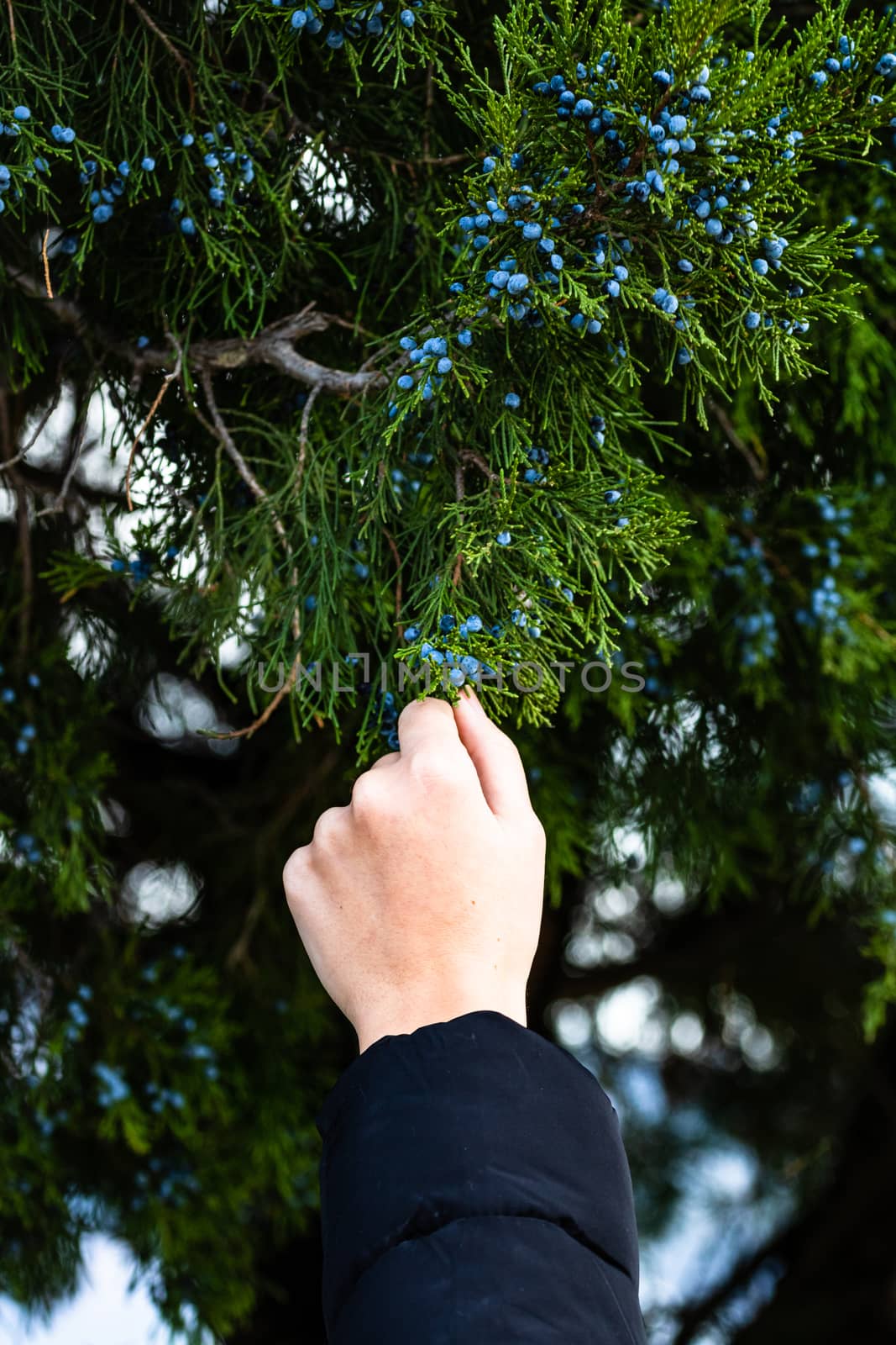 Woman hand taking juniper berries from the tree branch, close up isolated