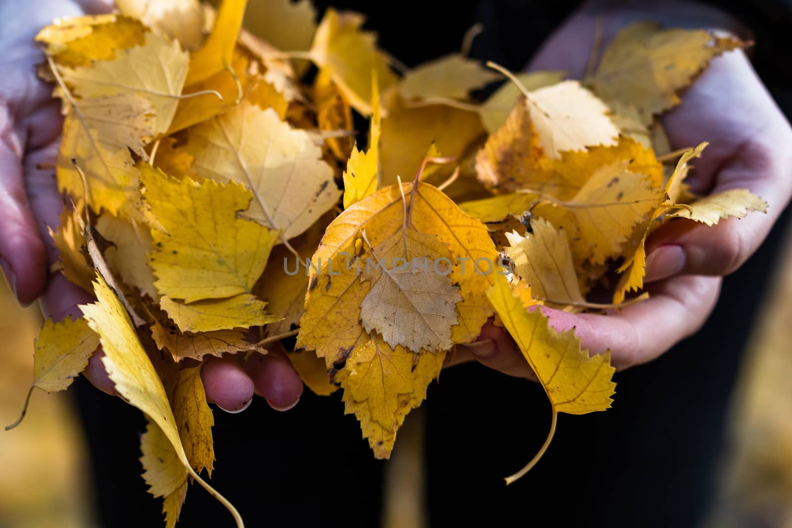 Hands holding fallen autumn orange leaves close up isolated.