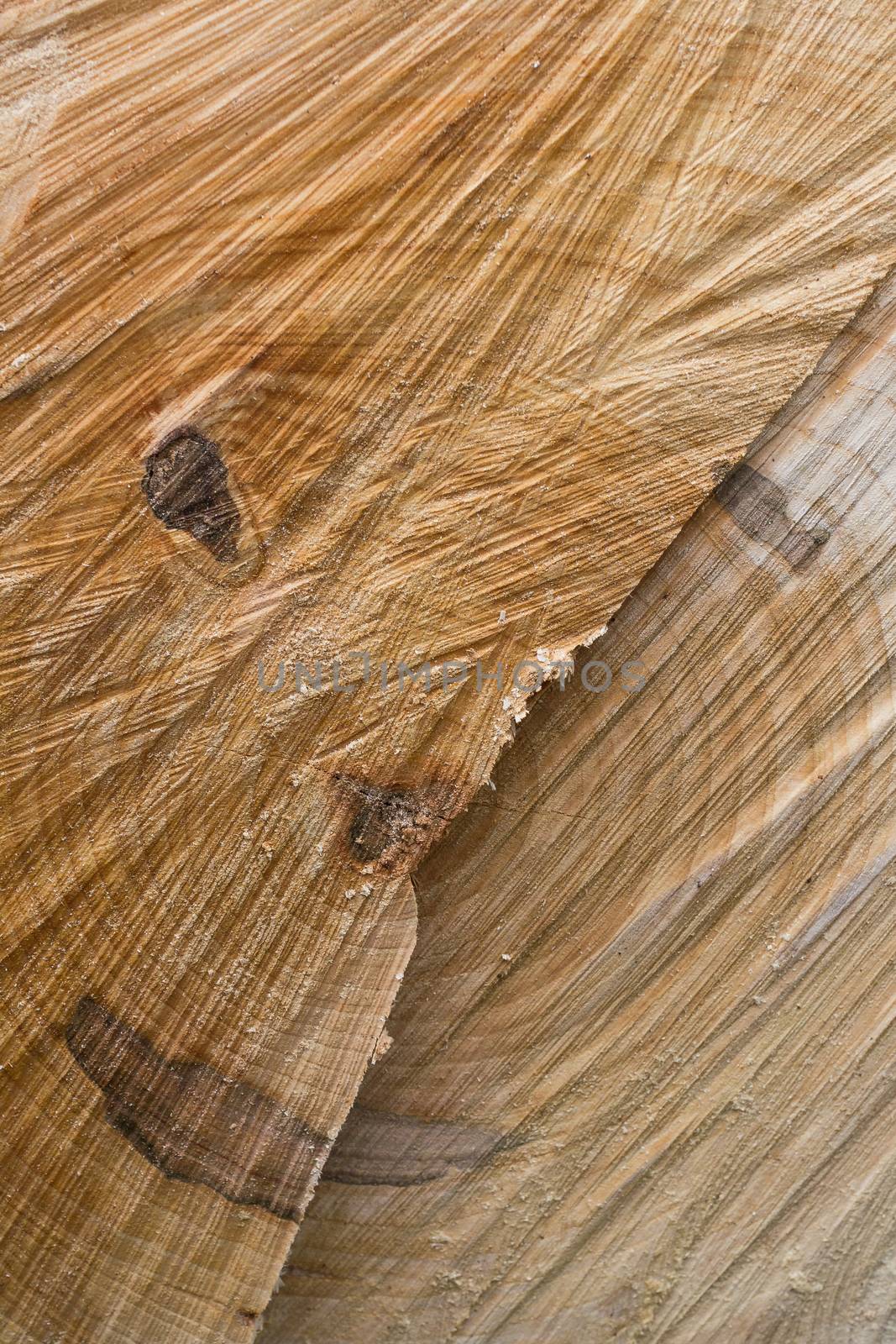 A cut tree trunk in which we see a smiling face.