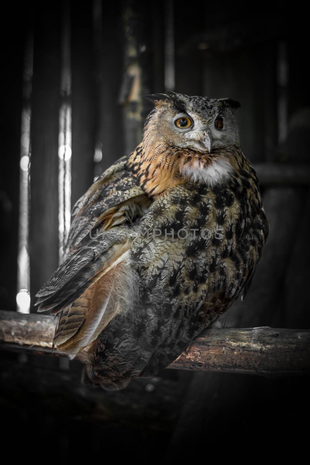 A nocturnal bird of prey imprisoned in his sad cage at the zoo.