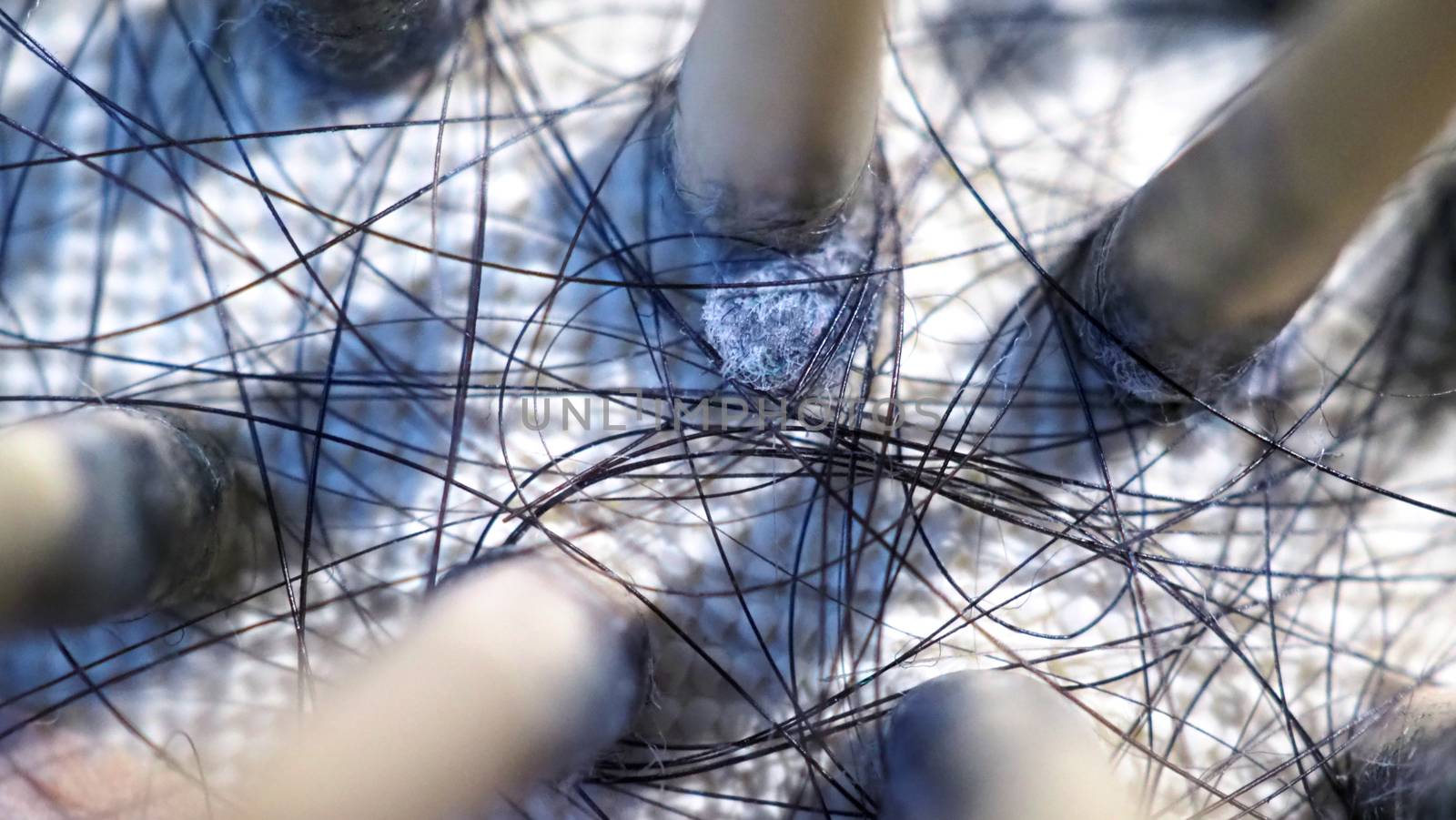 Macro images of hair fall sticked on wood brush by gnepphoto