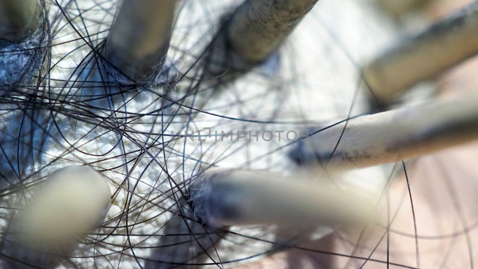 Macro images of hair fall sticked on wood brush by gnepphoto