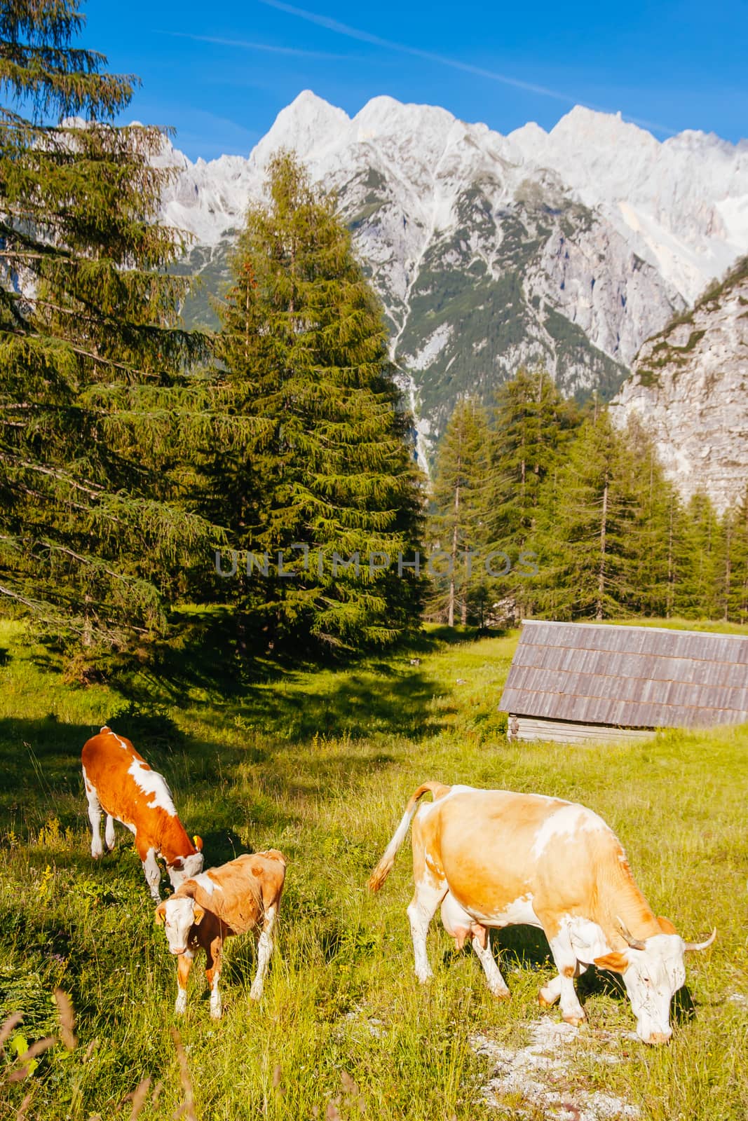 Cows eat grass in the Slovenien Alps in Slovenia, Europe