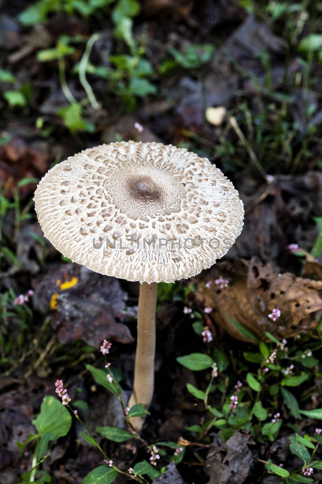 Shaggy parasol mushroom grows from the forest floor.