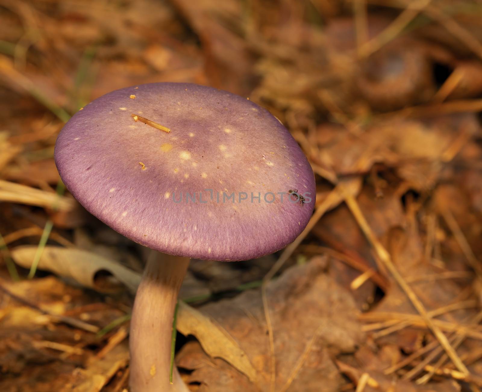 Purple capped mushroom on the forest floor.