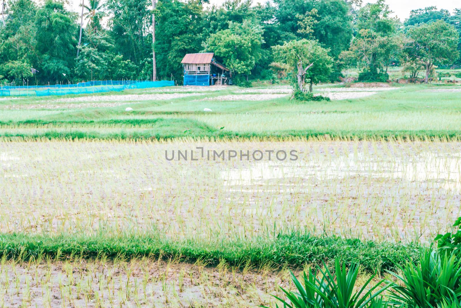 The fields are rich in natural and environmentally friendly mate by pt.pongsak@gmail.com