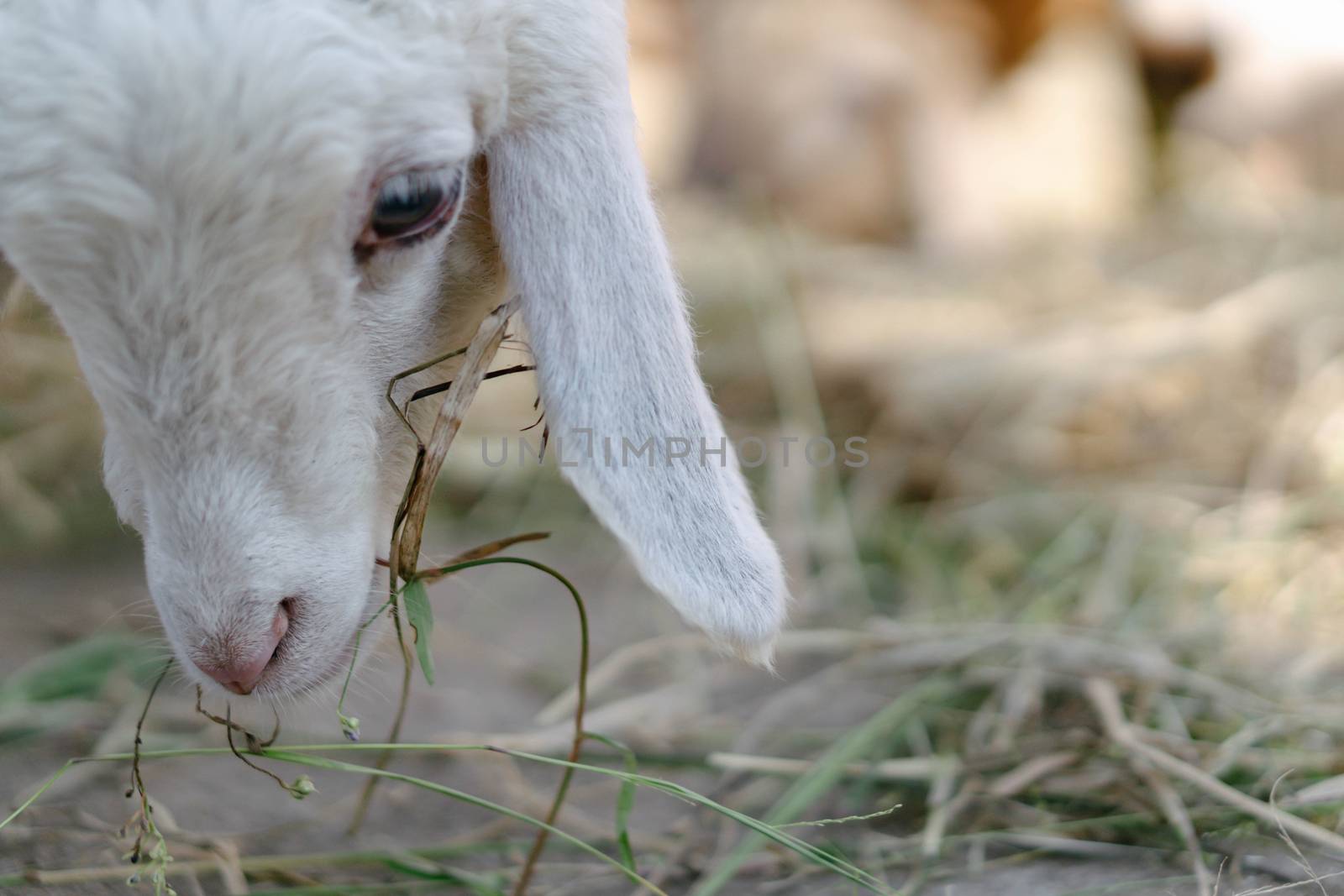 Closeup white lamb eating grass in farm, selective focus