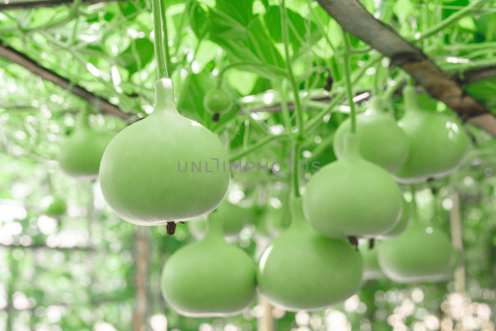 Closeup green bottle gourd or calabash gourd on branch, selective focus