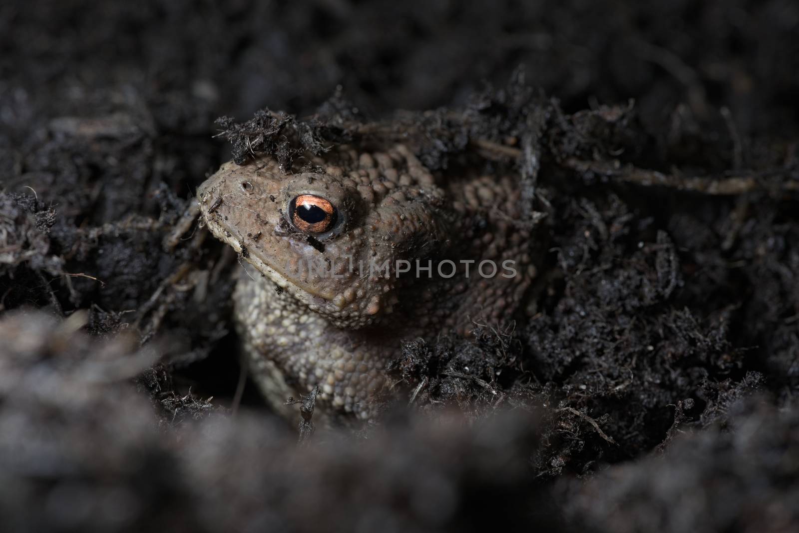 2 - Vibrant orange eye stands out as this toads face peeks out from under the compost the toad is hiding in. Side view