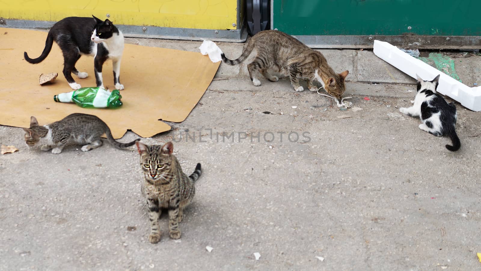 many stray cats near the garbage