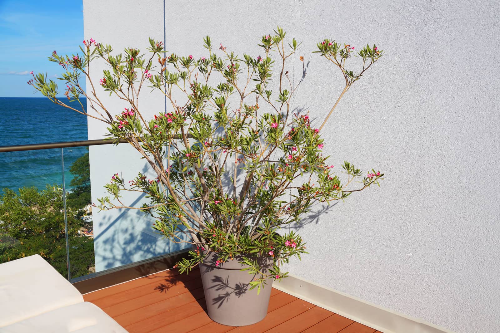 blooming oleander in a pot on a terrace overlooking the sea.