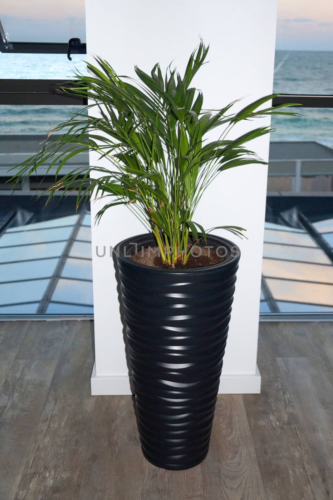 green palm tree in a black floor planter in the interior.