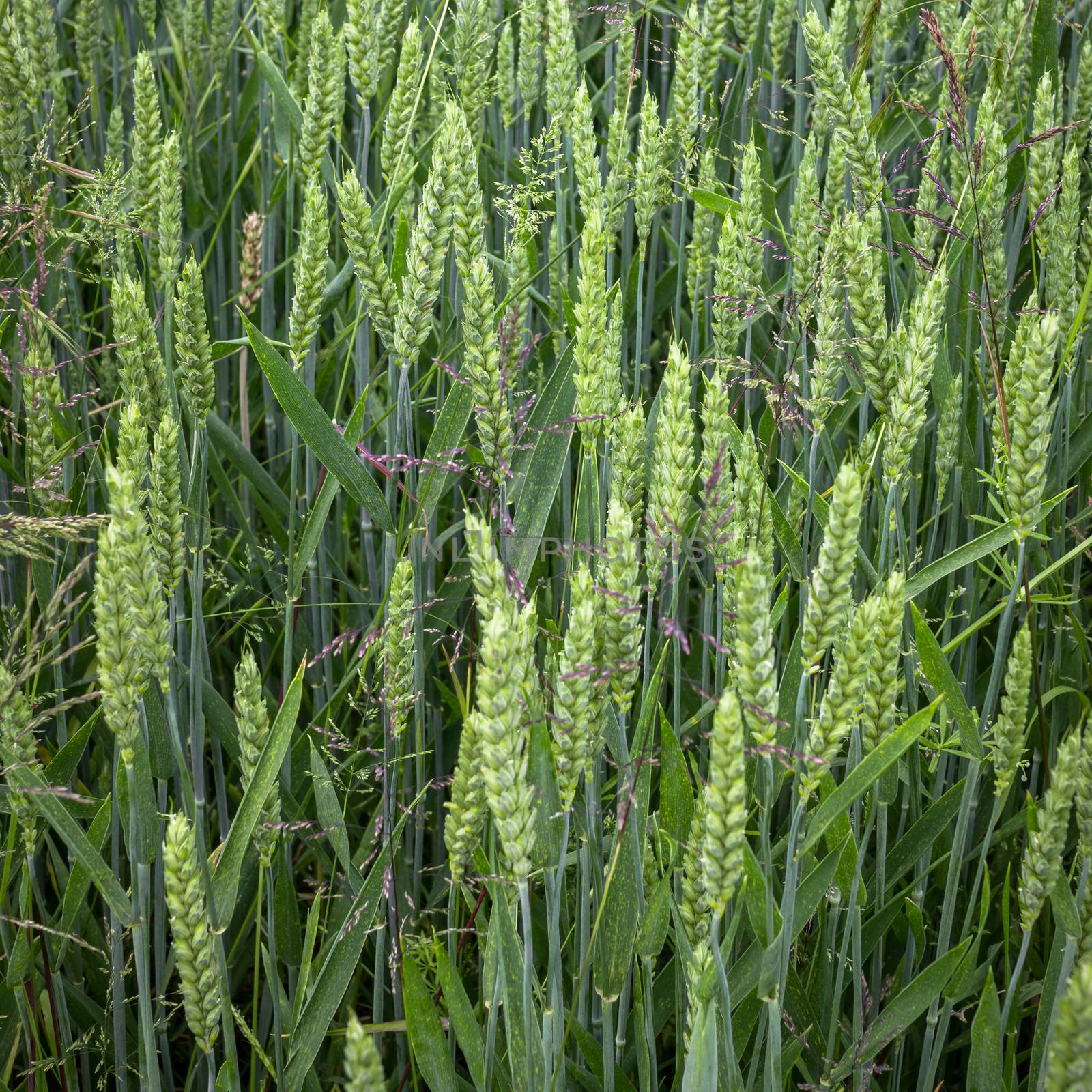 Young wheat field by germanopoli