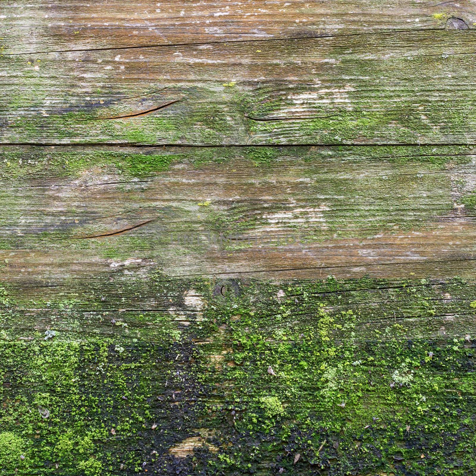 Details of wood texture, with weathered look, old and green.