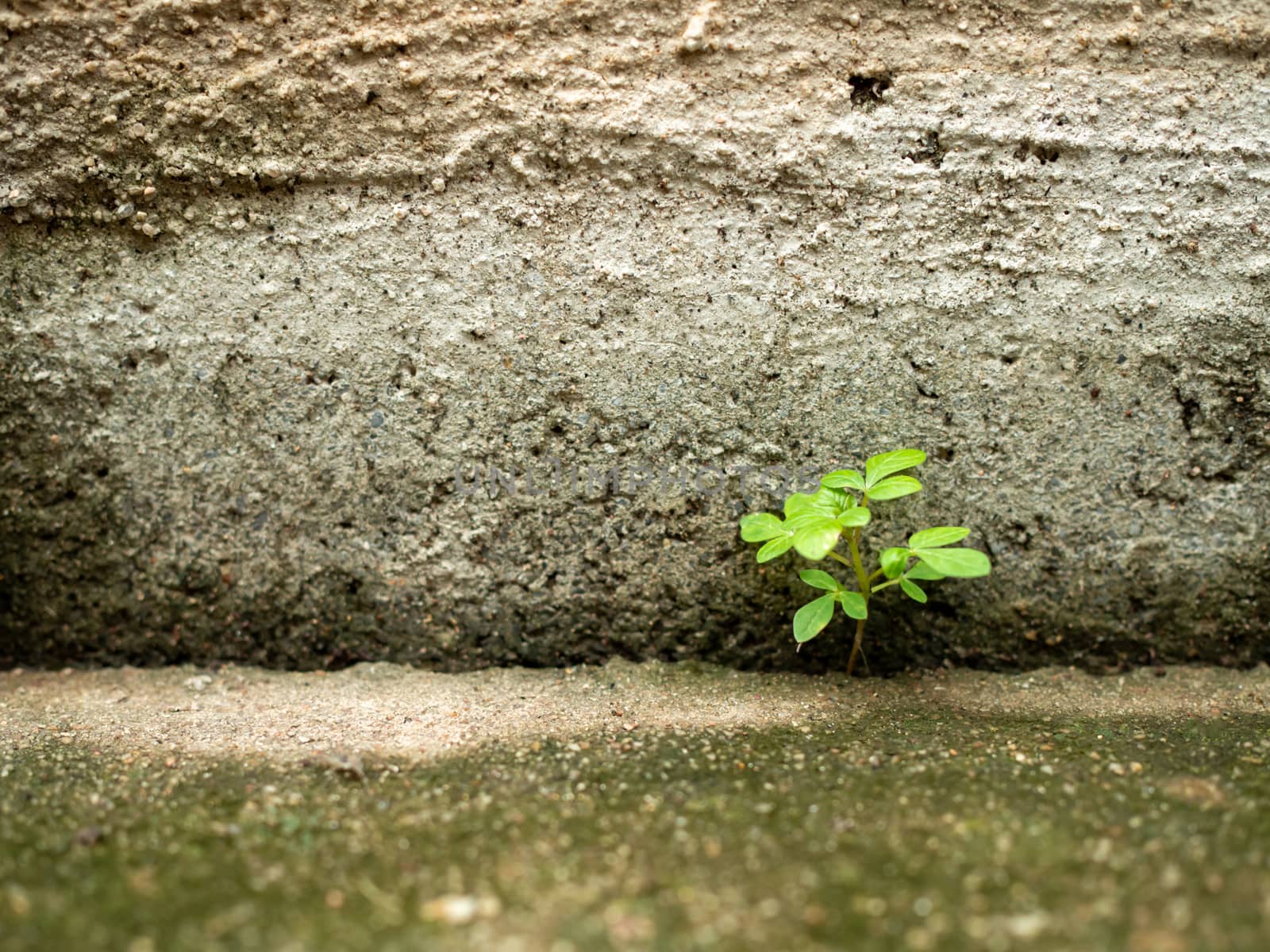 The tree was born on the cement floor. Power of nature. by Unimages2527