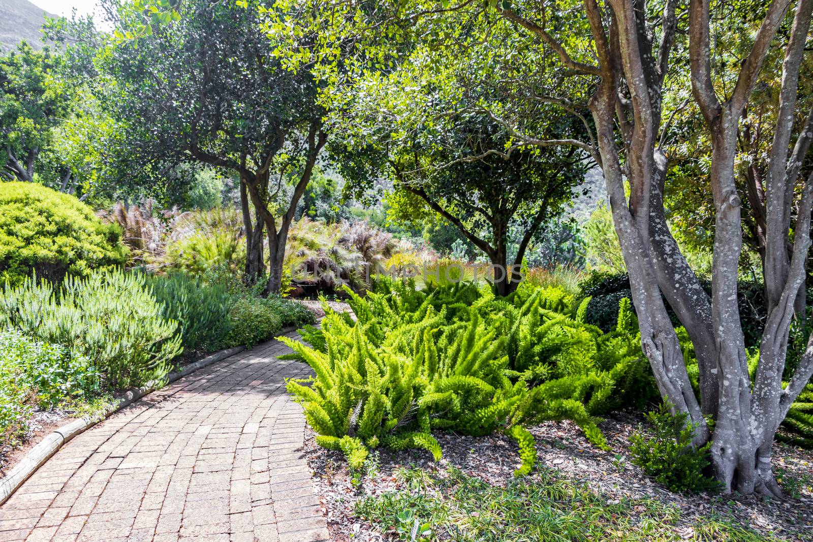 Trail Walking path in Kirstenbosch National Botanical Garden, Cape Town, South Africa.