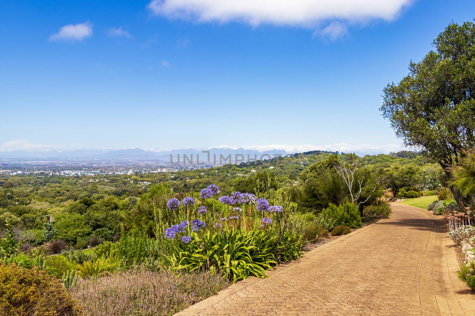 Panoramic view of Cape Town and trail Walking path in Kirstenbosch National Botanical Garden, South Africa.