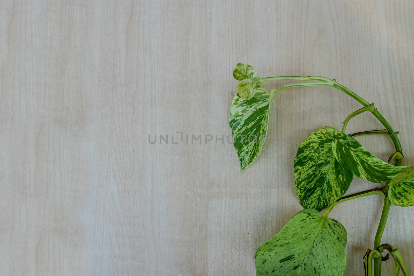 Branch of scindapsus marble queen liana on a wooden background