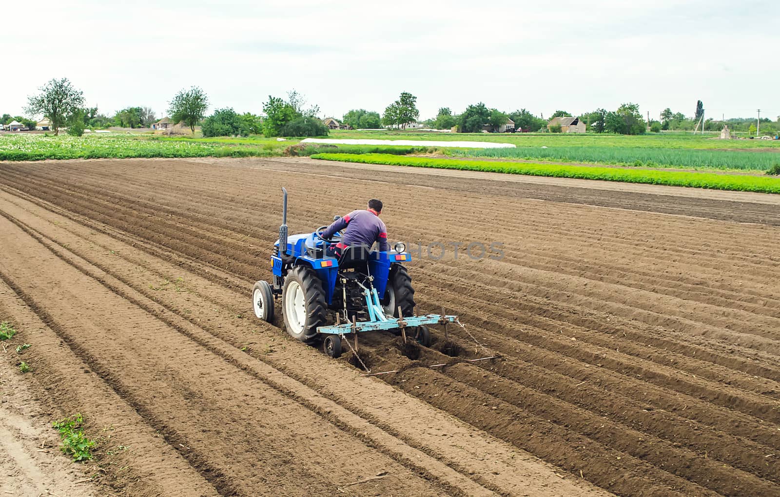 A farmer on a tractor plows the field for further sowing of the crop. Soil preparation. Working with a plow. Growing vegetables food plants. Farming agribusiness. Agricultural industry.