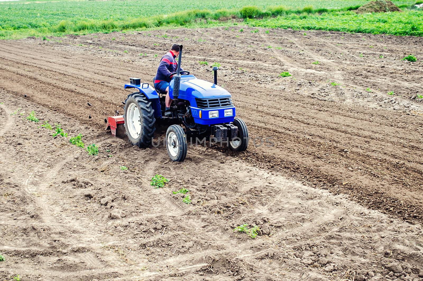Farmer on a tractor loosens soil with milling machine. Plowing field. First stage of preparing soil for planting. Loosening surface, land cultivation. Use agricultural machinery. Farming, agriculture. by iLixe48
