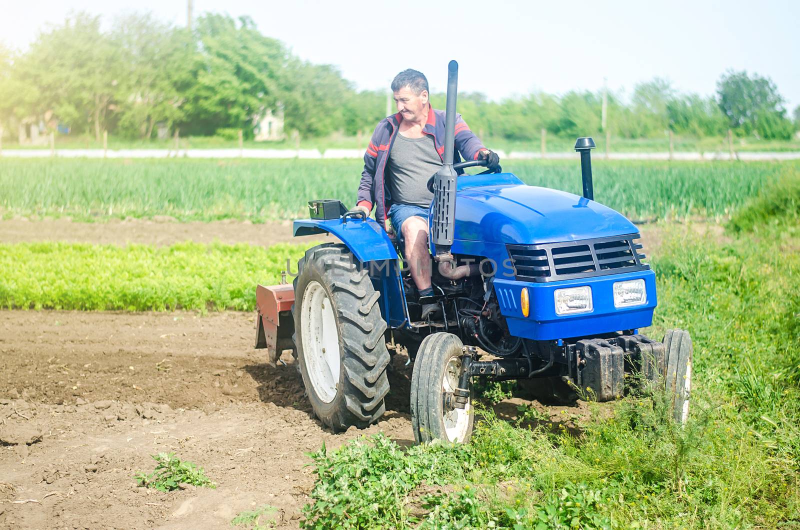 A farmer drives a tractor while working on a farm field. Loosening surface, cultivating the land. Farming, agriculture. Field preparation. Use of agricultural machinery and equipment to speed up work.