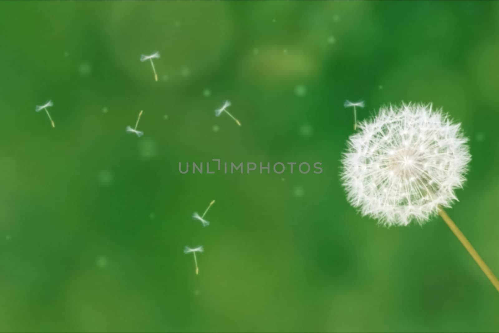 Dandelion on green background lets seeds. by DePo