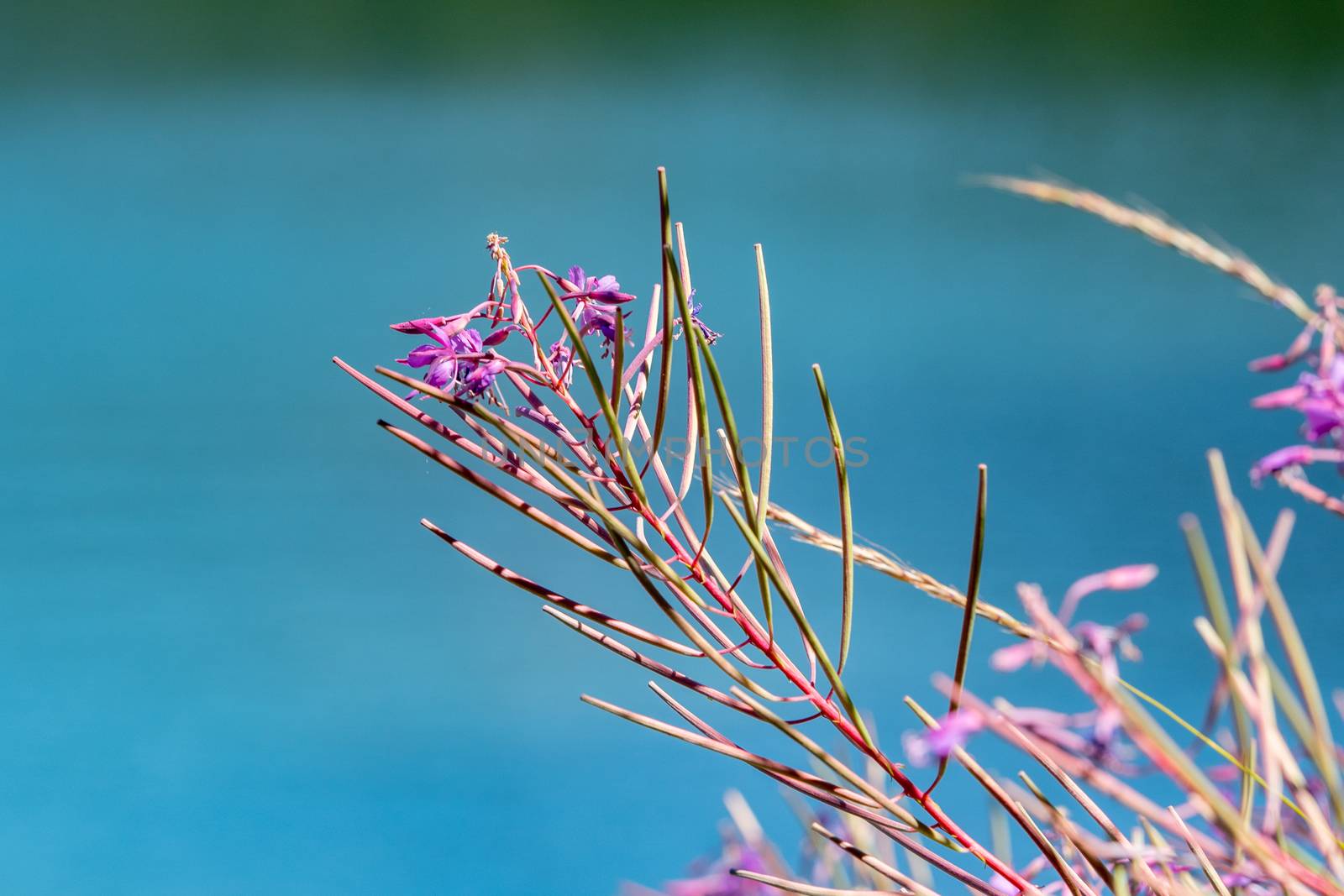 Flowers in the lake of Engoasters in Andorra.