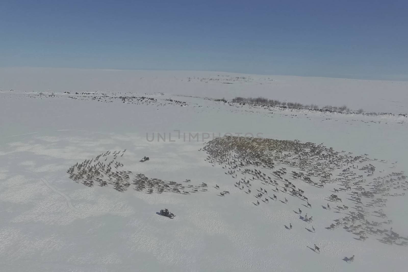 Reindeer get lost in a circle and walk in circles. A herd of deer.