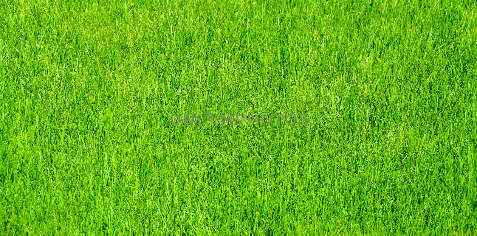 Grass lawn natural texture. Green grass background