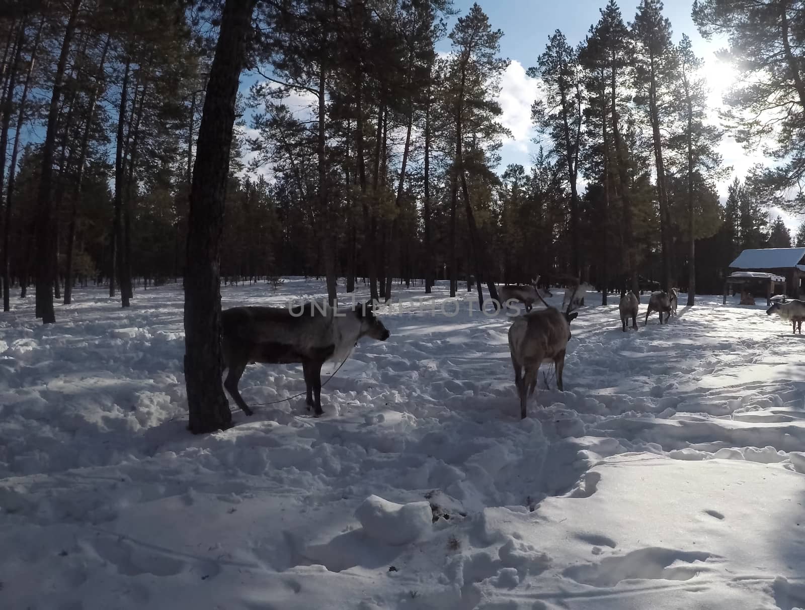 Reindeer in the winter forest. deer farm. by DePo