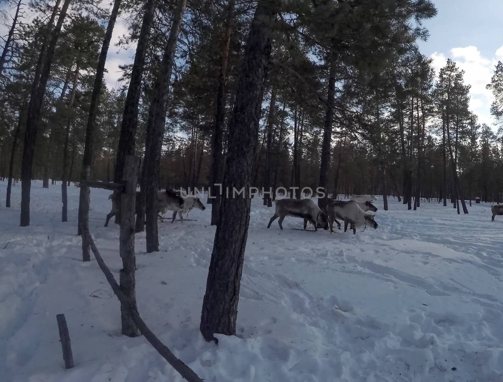 Reindeer in the winter forest. A deer farm.