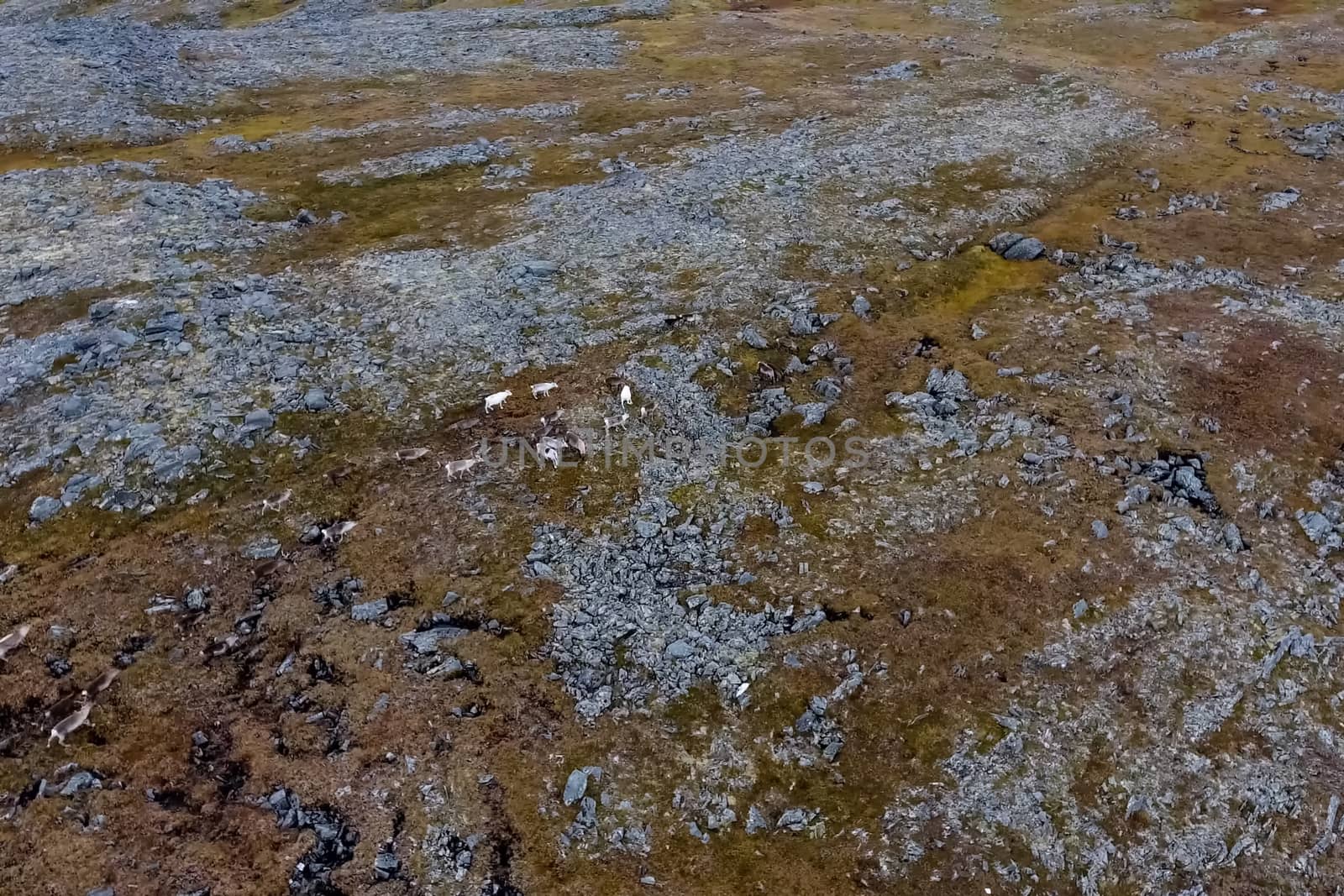 Reindeer run through the hills of the tundra. Natural reindeer herds.