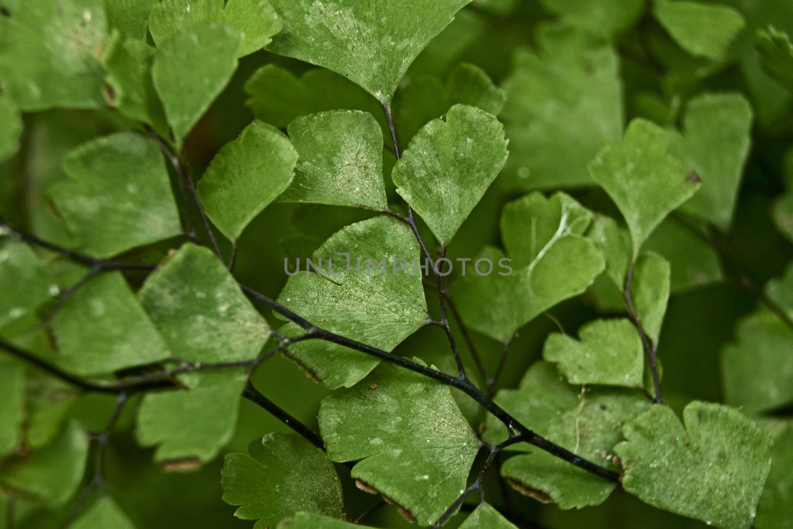 Ivy e leaves on a wall in sunny day by raul_ruiz