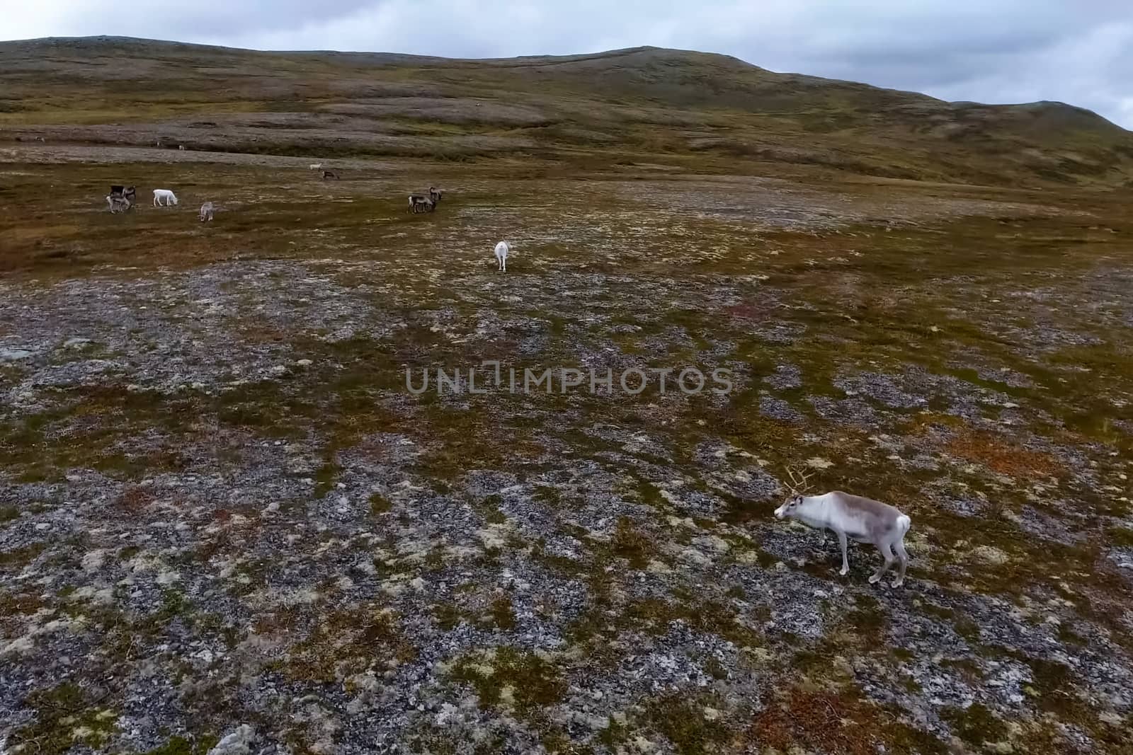 Reindeer run through the hills of the tundra. Natural reindeer herds.