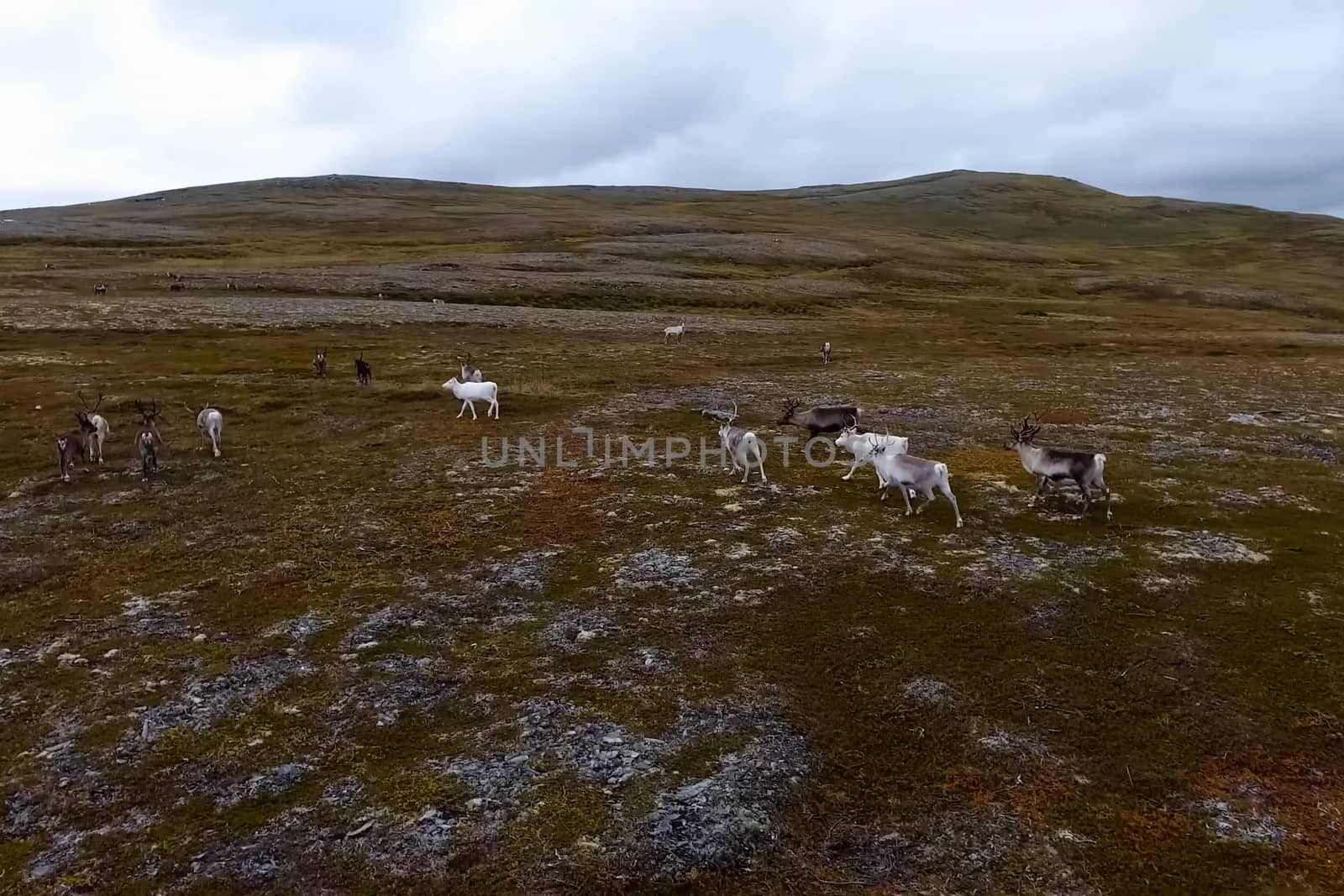 Reindeer run through the hills of the tundra. Natural reindeer herds.