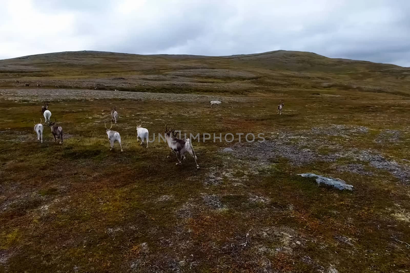 Reindeer run through the hills of the tundra. Natural reindeer herds.