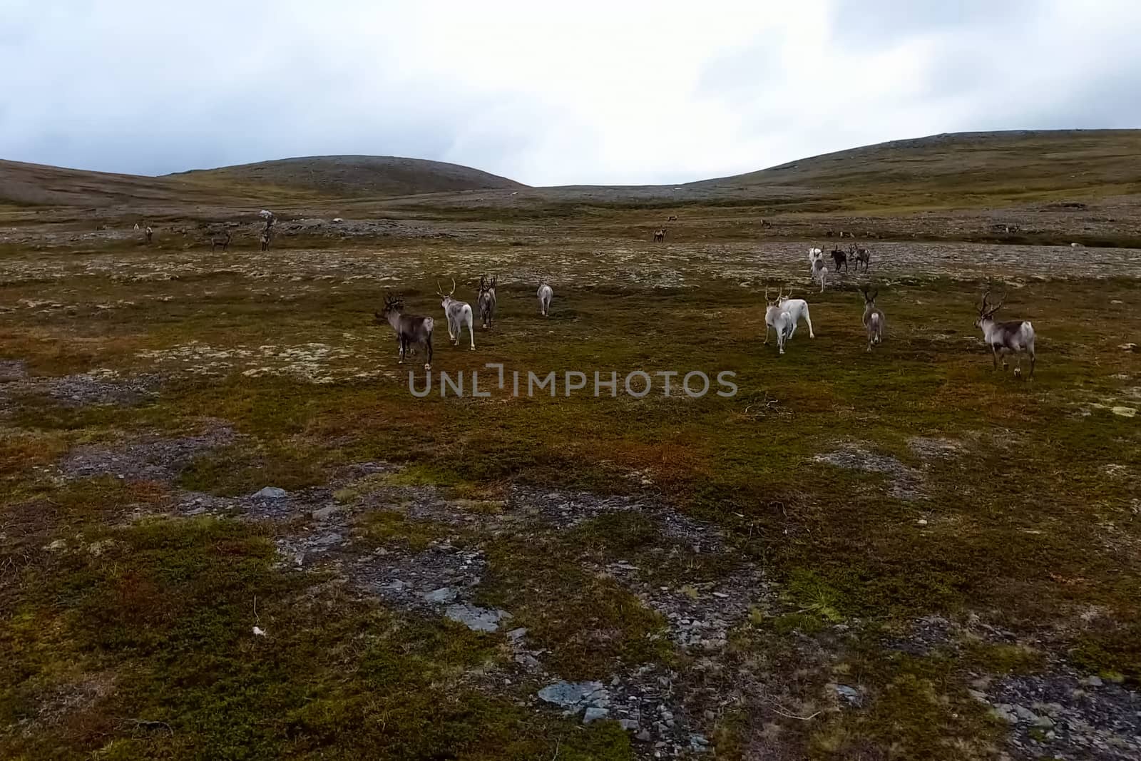 Reindeer run through hills of the tundra. Natural reindeer herds. by DePo