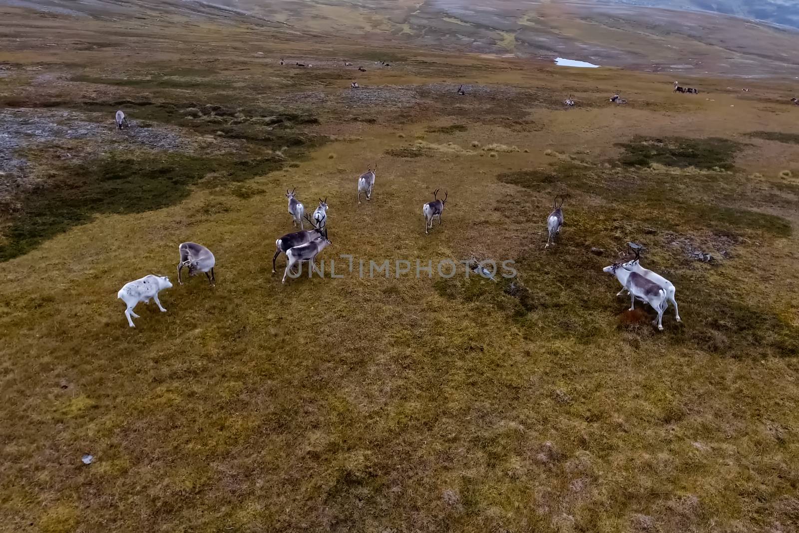 Reindeer run through the hills of the tundra. Natural reindeer herds.