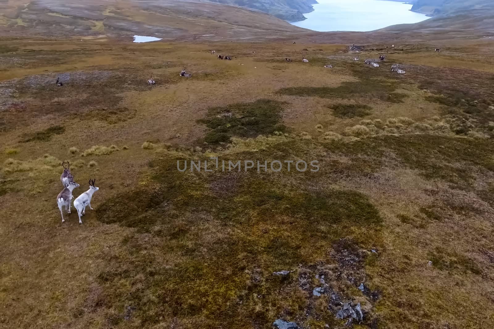 Reindeer run through the hills of the tundra. Natural reindeer herds.