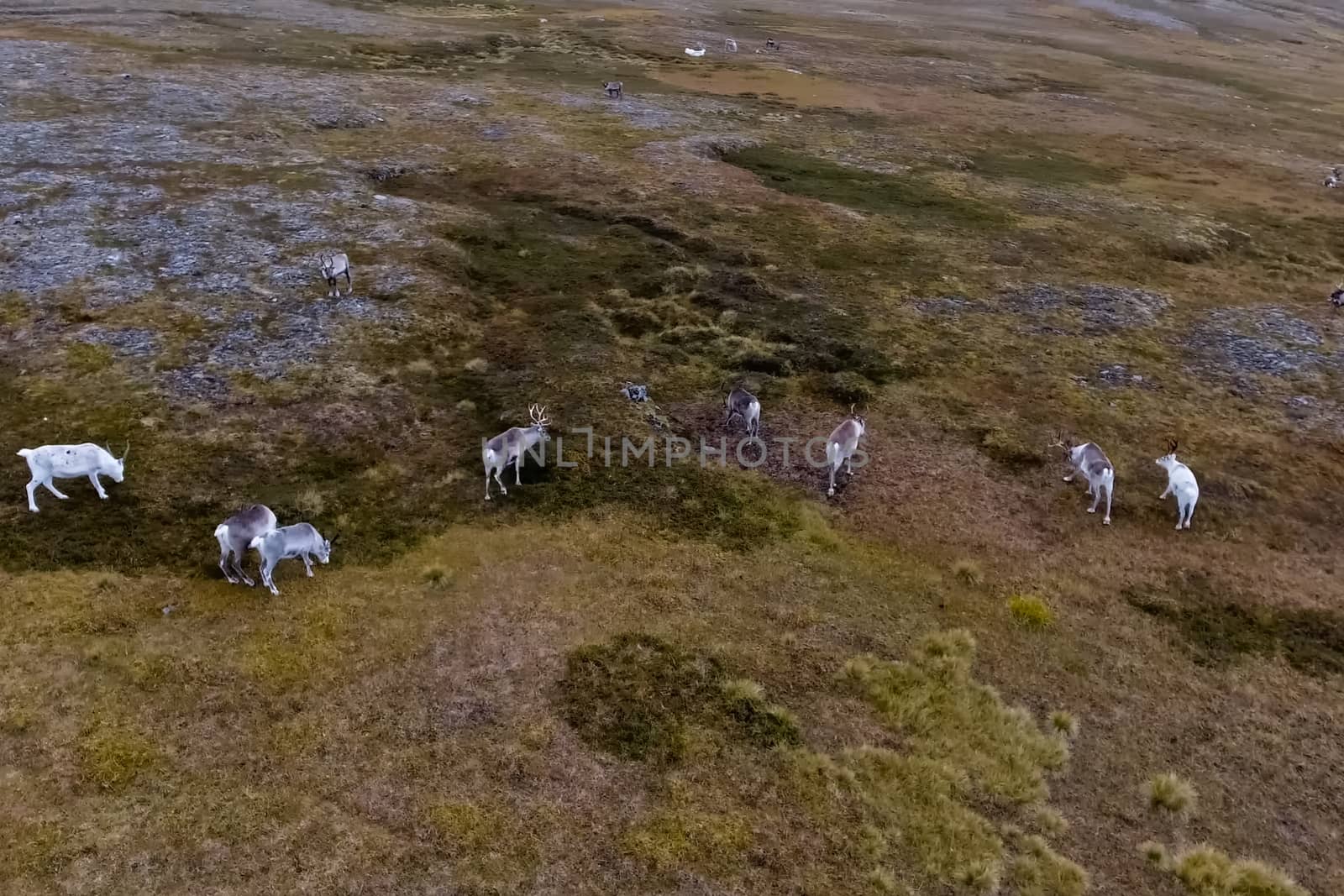 Reindeer run through the hills of the tundra. Natural reindeer herds.