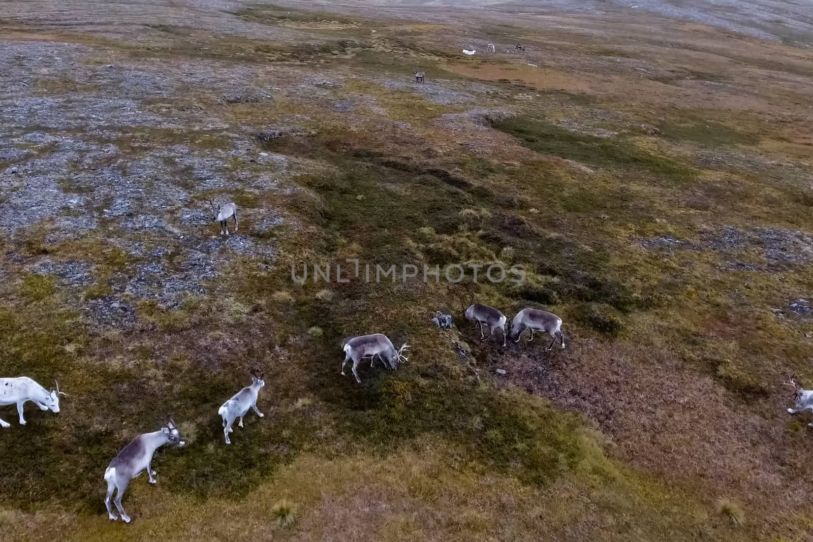 Reindeer run through the hills of the tundra. Natural reindeer herds.