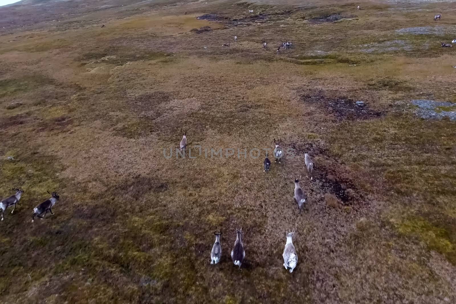 Reindeer run through hills of the tundra. Natural reindeer herds. by DePo