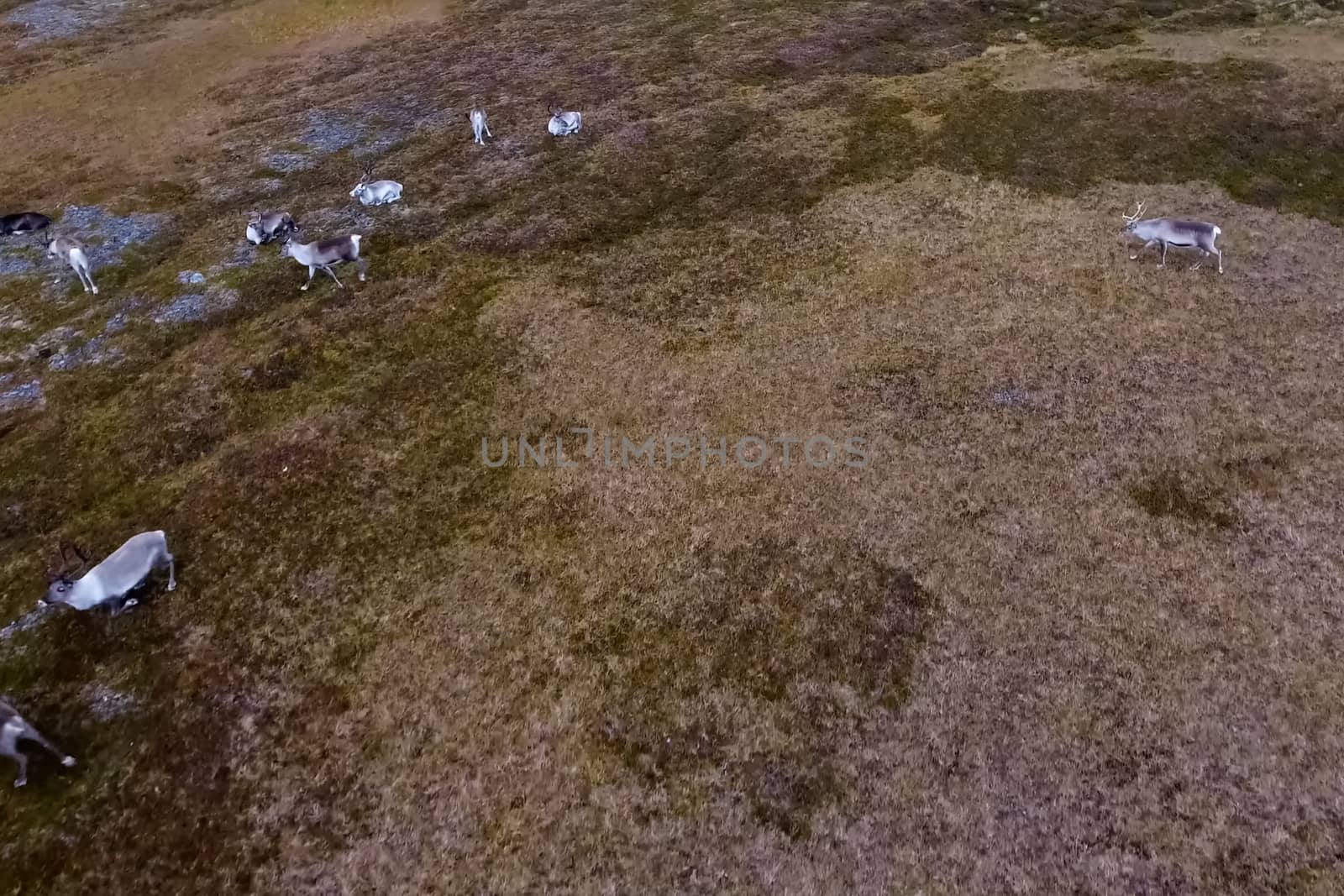 Reindeer run through the hills of the tundra. Natural reindeer herds.